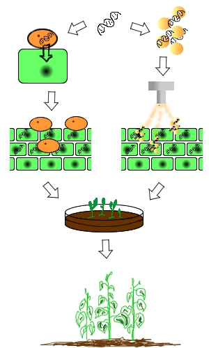 Ryc. 1