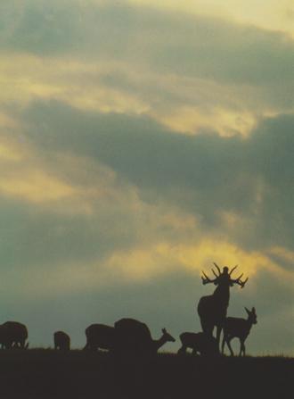 Karkonoskie jelenie. Fot. A. Raj, A. Stachurski